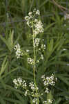 False baby's breath